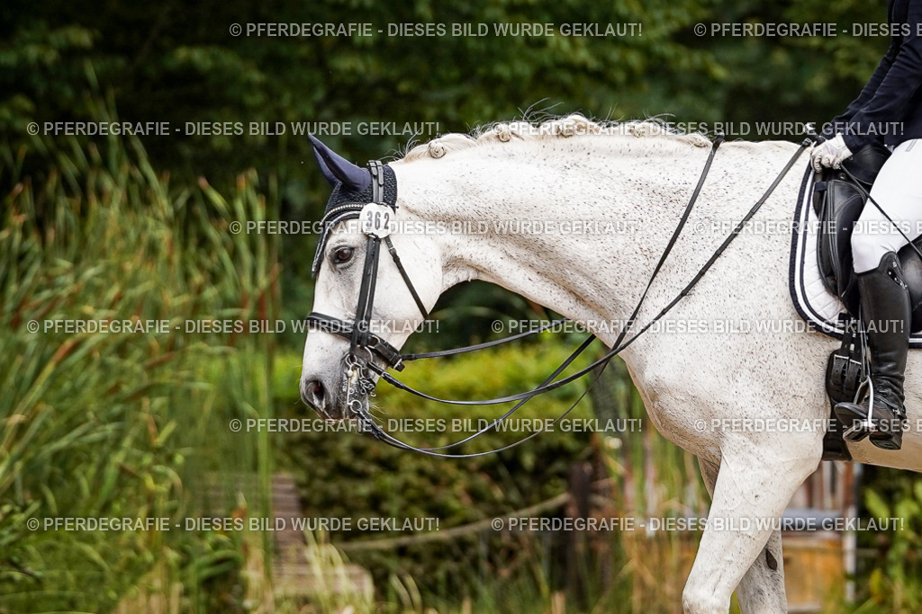 DSC02938 | Pferdegrafie