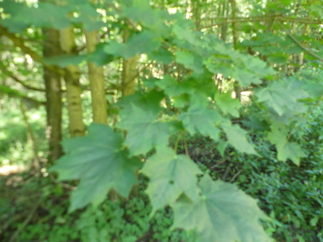 Spitzahorn | Verkauf von Fotos und  Videoclips zumThema Natur.Motive sind Pflanzen, Tiere, Landschaftenund Wetter - Realisiert mit Pictrs.com