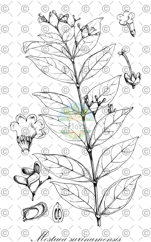 HistAbb_wfo-0001427163_1_ENZY_Simple | Historische Abbildung von Mostuea surinamensis - Gelsemiaceae | Historical Illustration of Mostuea surinamensis - Gelsemiaceae
