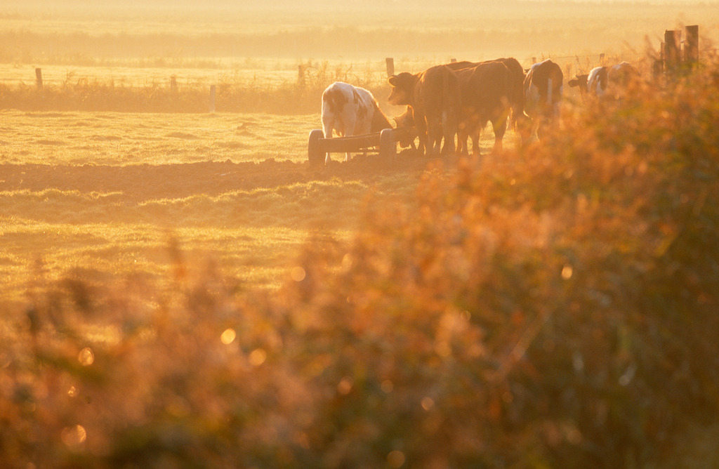 Kuhherde im Morgenlicht | Norderhafen, Deutschland - March 17, 2011: Kuhherde im Morgenlicht. - Realisiert mit Pictrs.com
