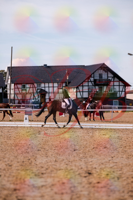 2026_10_03_Siefer-Hof_132555_Z81_78099950 | Professionelle Reitsport-, Turnier- und Eventfotografie von Robert Broda. Galerien mit ausgewählten und bearbeiteten Bildern direkt online ansehen und bestellen.