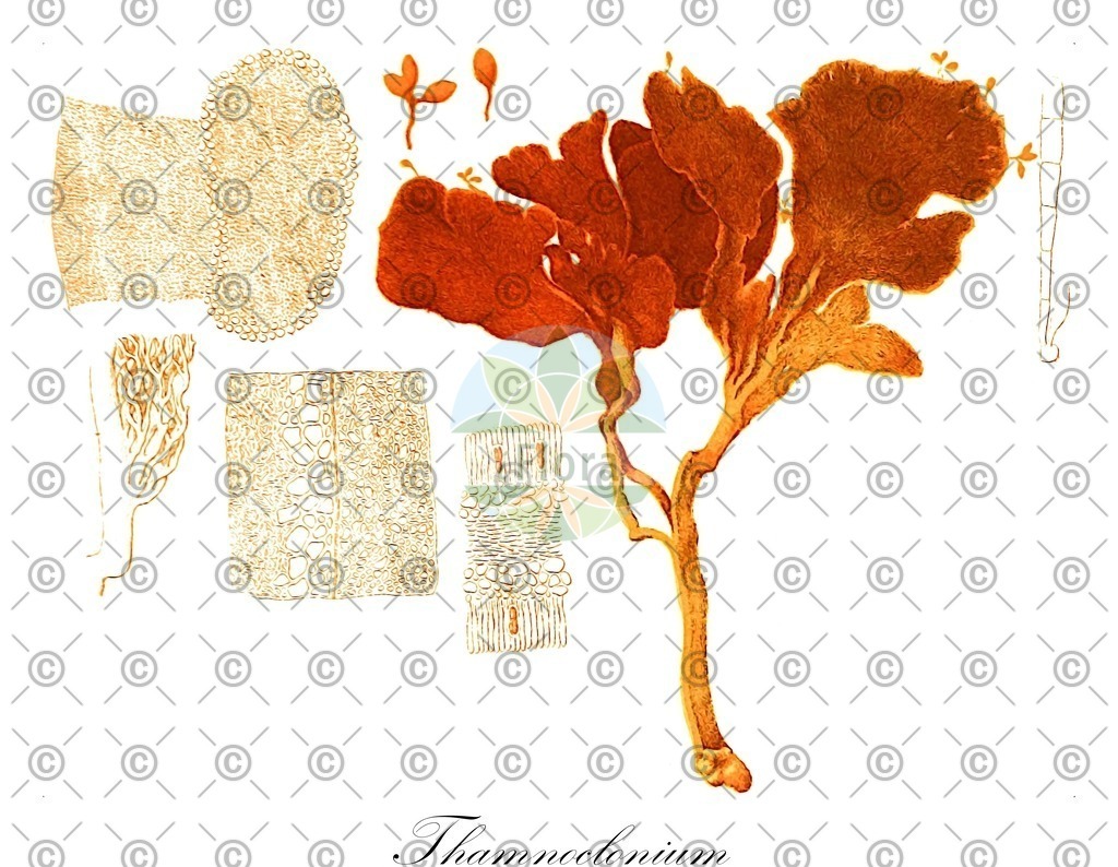 HistAbb_7PJBV_1_ENZY_Simple | Historische Abbildung von Thamnoclonium - Halymeniaceae (0) | Historical Illustration of Thamnoclonium - Halymeniaceae (0)