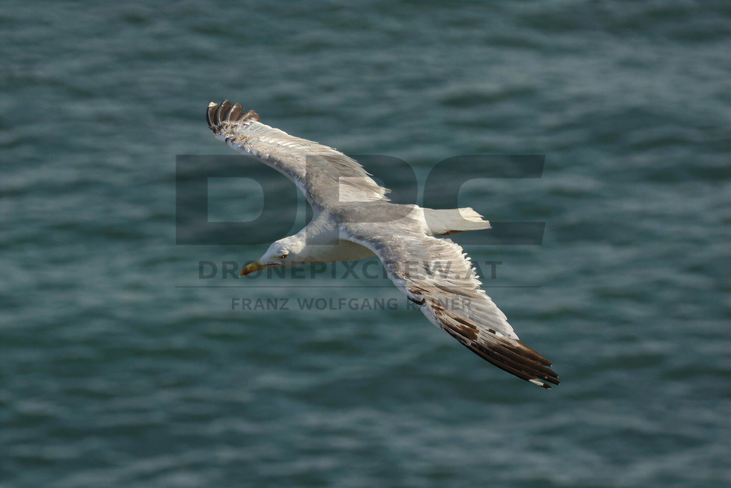 Yellow-legged Gull (Larus michahellis) | Yellow-legged Gull (Larus michahellis), a large gull species commonly found along Mediterranean coasts, rocky shorelines, harbours and coastal areas. - Realisiert mit Pictrs.com