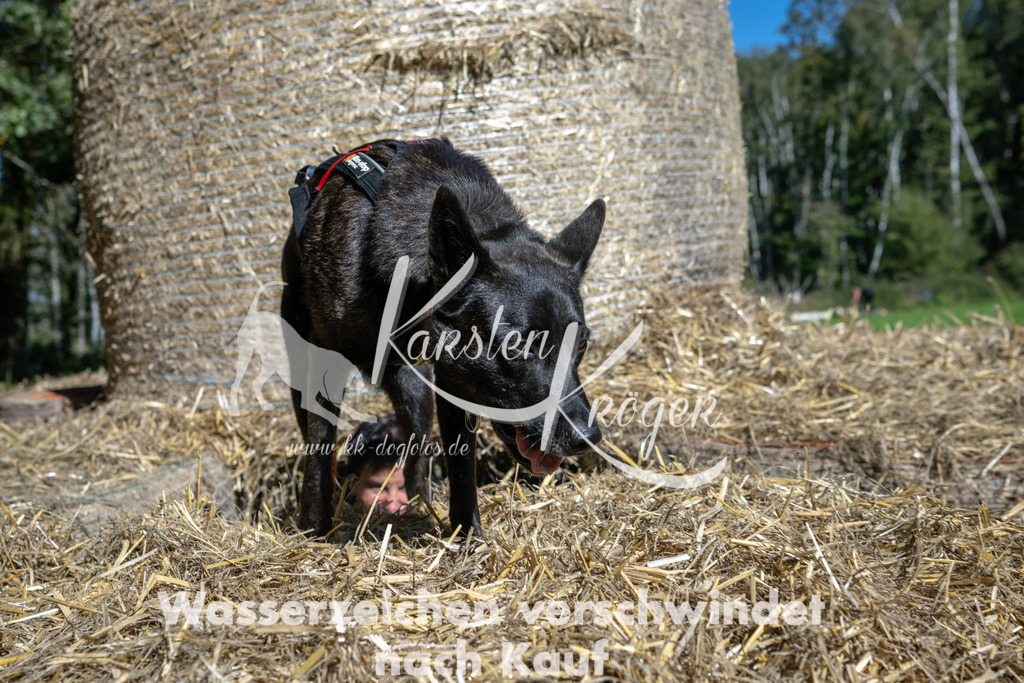 1237_ZZ91803-2 | kk-dogfotos