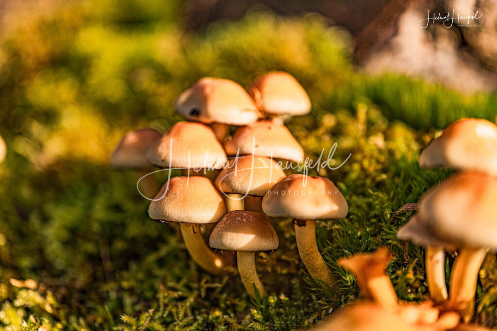 DSC04071 | Landschaftsfotografie, Naturfotografie - Realisiert mit Pictrs.com