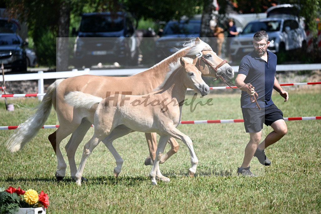Kat-Nr.  3 SF v. Starkwind x Strippoker_Weber_22250043 | hf-fotografie - Realizzato con Pictrs.com