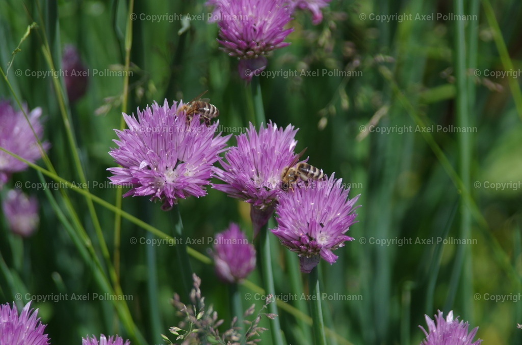 IMGP1334 | fotografiert von Axel PollmannLeonhardi Wallfahrt Benediktbeuern und Murnau, Fronleichnam, Fasching, Landschaft im Loisachtal und Benediktbeuern  - Realisiert mit Pictrs.com