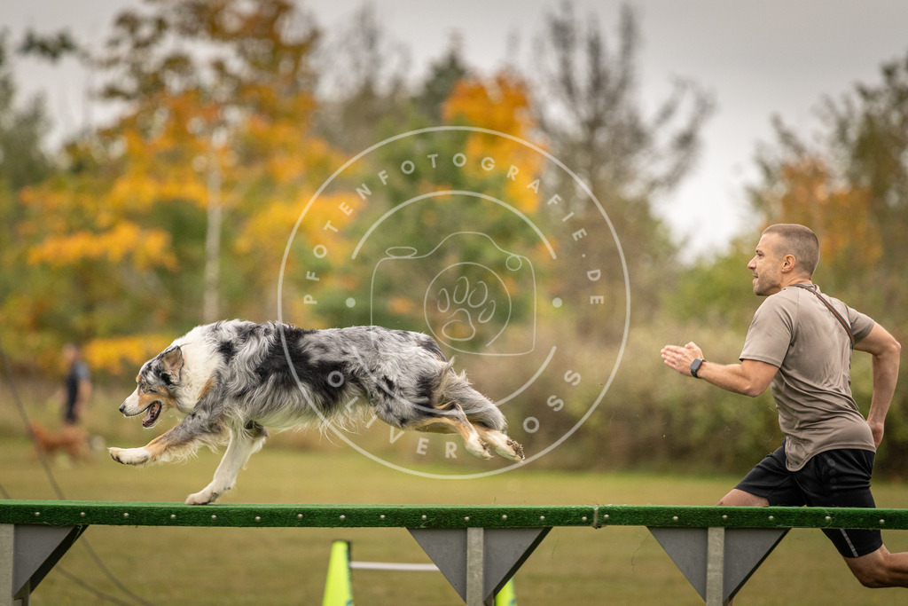 Pfotenfotografie_DV3A7351 | Hundefotografie, Tierfotograf, Pfotenfotografie, Fotoshooting Hund, Hunde Portrait, Hundesport, Hundeportraits, Heideshooting, Hunde, Sportfotograf, Hundefotograf, Turnierhundsport, THS,  - Realisiert mit Pictrs.com