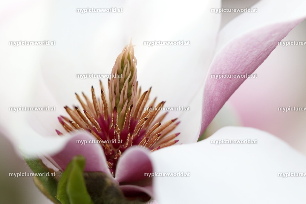 Tulpen-Magnolie-009 | Das Bilderarchiv über Tiere, Planzen und Landschaften. In der Bilddatenbank finden Sie ein große Auswahl an hochwertigen Bilder für Ihre Werbung - Realized with Pictrs.com