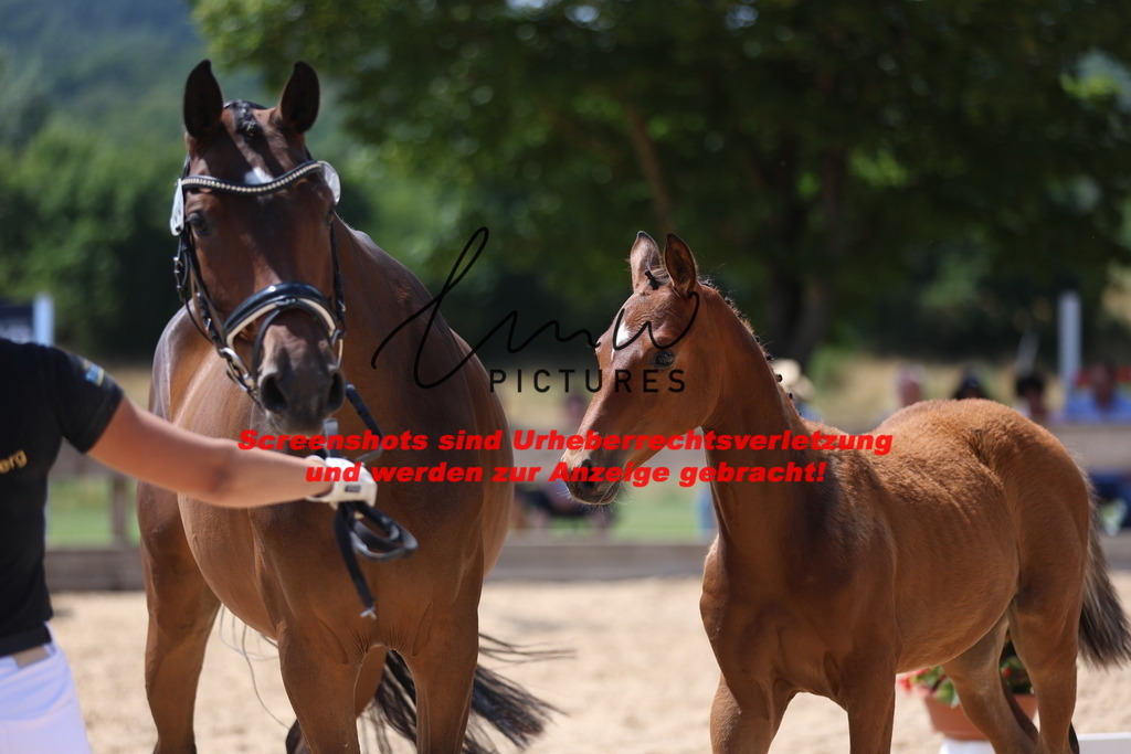 Fohlenschau_Schwäbisch_Hall_springbetonte_Fohlen_KN 38_12 | lmwpictures - Realisiert mit Pictrs.com