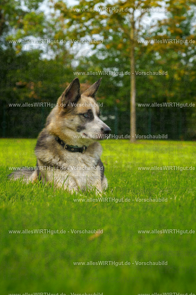 Hundeschwimmen_Grefrath_2026-allesWIRTHgut_Tierfotografie-11_31-FAY08365 | Professionelle Tierfotografie in Mönchengladbach von Daniel Wirth (allesWIRTHgut). Liebevolle & natürliche Bilder von Hunden & Katzen für unvergessliche Erinnerungen.