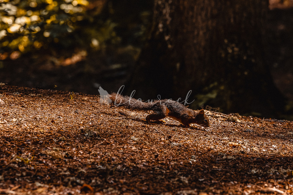 _01A5710 | Sportbilder, Sportfotograf, Hochzeits- und Eventfotografin, Flugshows, Portraits und Tiershooting, Aviation, Downhill, Nationalleague, Swissleague, International