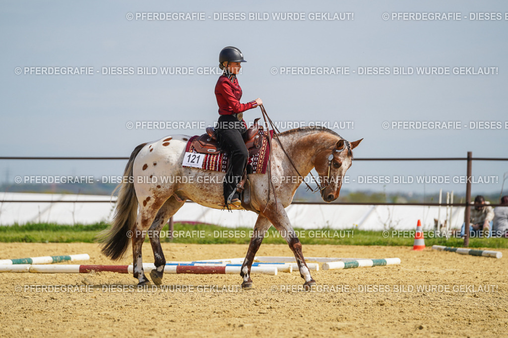 DSC04395 | Pferdegrafie