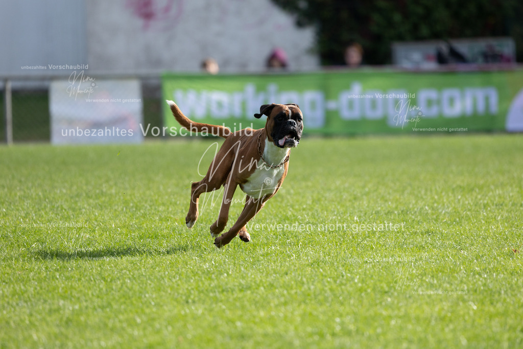 _16A6562 | Einzigartige Fotos von Hunden & Menschen –Actionfotos, Portraits, Vereinsaufnahmen & Paarshootings – authentisch, lebendig & mit Herz.