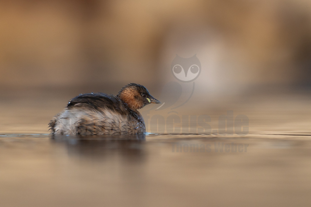 R5M27490_20251227 | Ein Zwergtaucher (Tachybaptus ruficollis) schwimmt auf ruhigem, braunem Wasser. Das Gefieder des Vogels ist dunkelbraun mit einem rötlich-braunen Kopf und Hals. Auf seinem Rücken sind kleine Wassertropfen zu sehen. Der Vogel blickt nach rechts. - Realisiert mit Pictrs.com