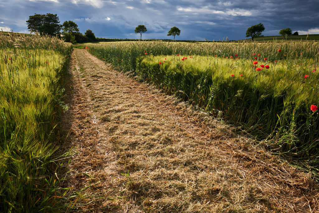 Güterweg durch ein Getreidefeld mit Mohnblumen | Pfösing, Austria - May 30, 2020: Güterweg durch ein Getreidefeld mit Mohnblumen, im Hintergrund eine Gewitterstimmung. - Realisiert mit Pictrs.com