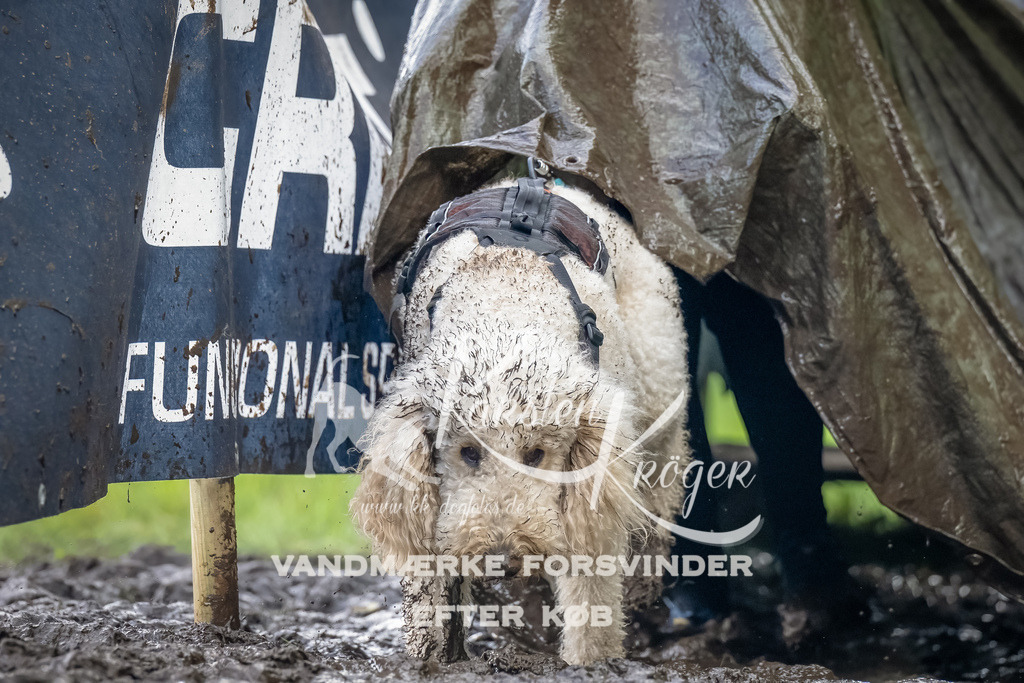 1150_ZZ94463-Bearbeitet | kk-dogfotos