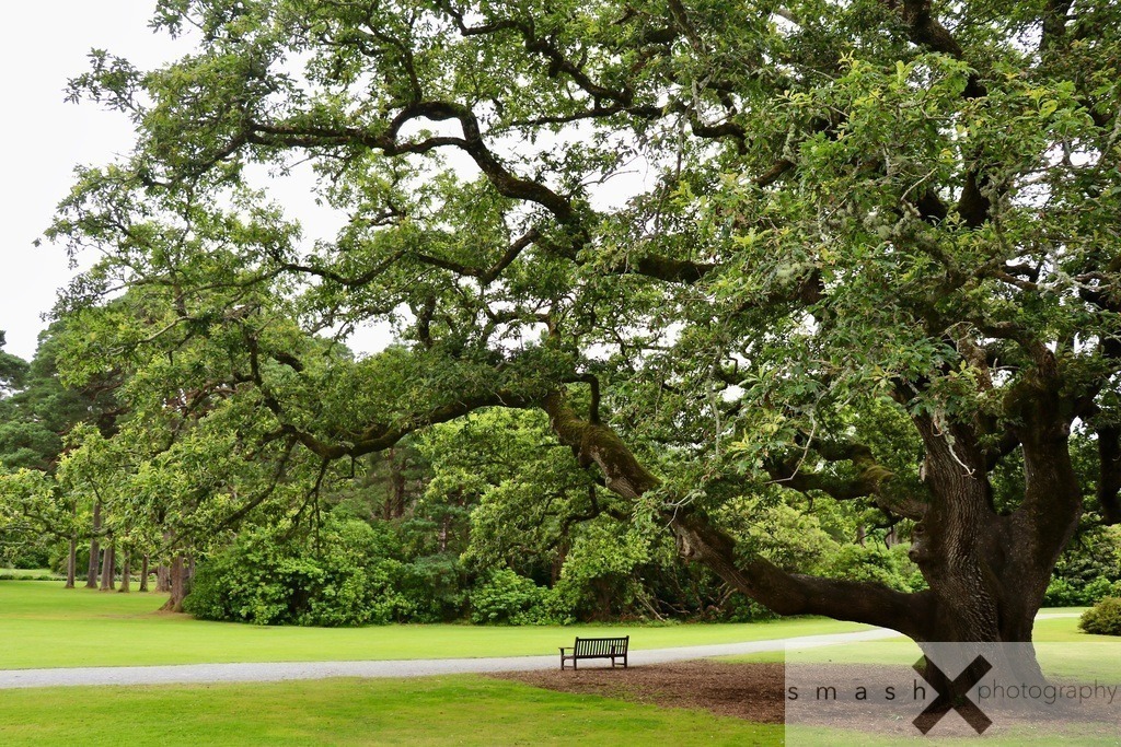 The Bench under the Tree | Muckross House, Killarney (Ireland/Irland)