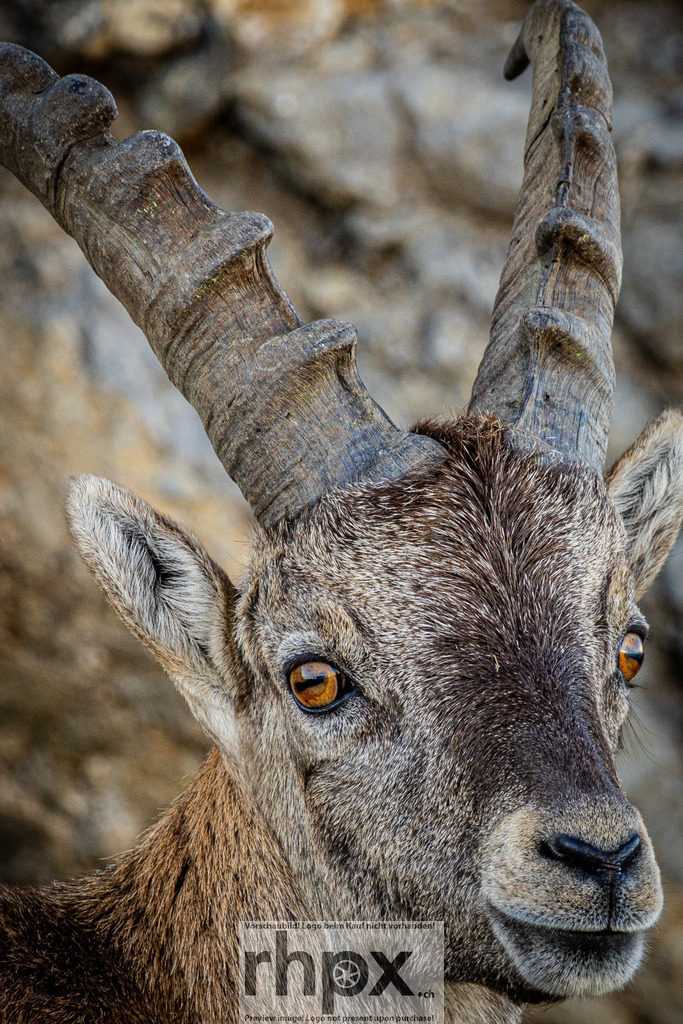 Steinbock am Pilatus | Ein Steinbock am Pilatus – Sinnbild für Kraft, Ruhe und Naturverbundenheit. Inmitten der Felsen der Zentralschweiz verkörpert er die wilde Schönheit und Gelassenheit der Alpen. - Realisiert mit Pictrs.com