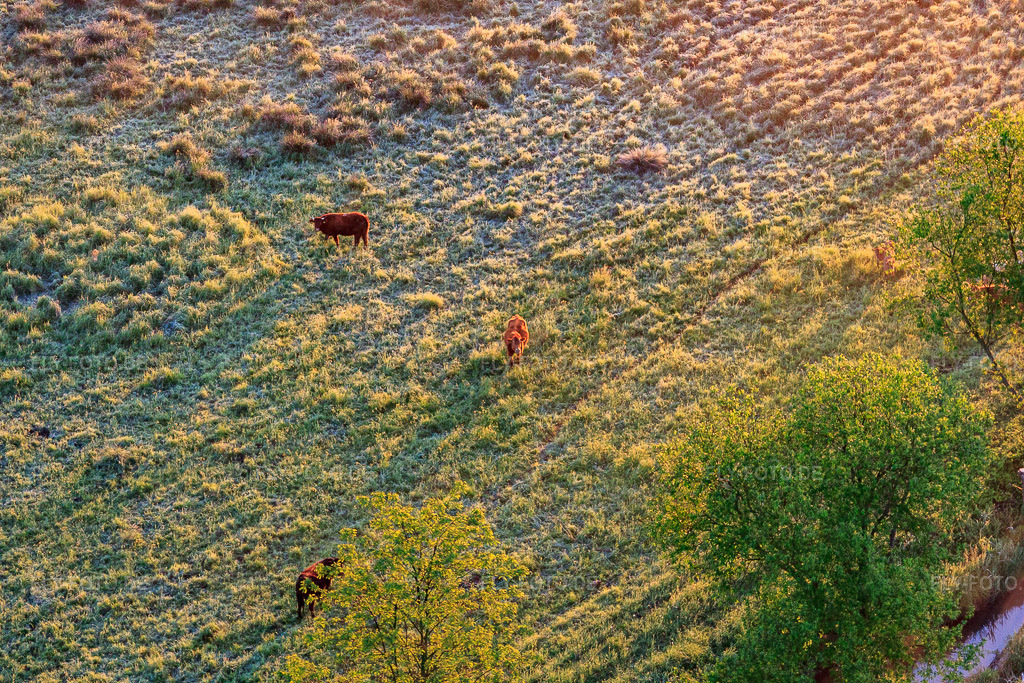Luftbild: Weidende Rinder im Naturschutzgebiet Billigheimer Bruch im Ortsteil Mühlhofen in Billigheim-Ingenheim im Bundesland Rheinland-Pfalz in Deutschland. Foto: IMG_64527.jpg vom 04.05.2014 durch Werner Riehm/FLY-FOTO.de