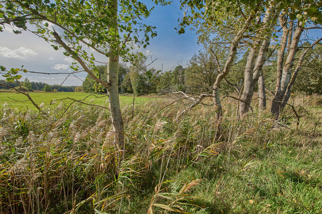 Feuchtgebiet am Nordrand zwischen Gruhno und Friedersdorf 03 | Bedeutsame Landschaften Deutschlands - Realisiert mit Pictrs.com