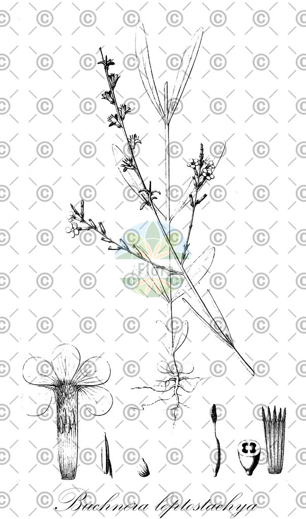 HistAbb_wfo-0000573785_1_ENZY_Simple | Historische Abbildung von Buchnera leptostachya - Orobanchaceae | Historical Illustration of Buchnera leptostachya - Orobanchaceae