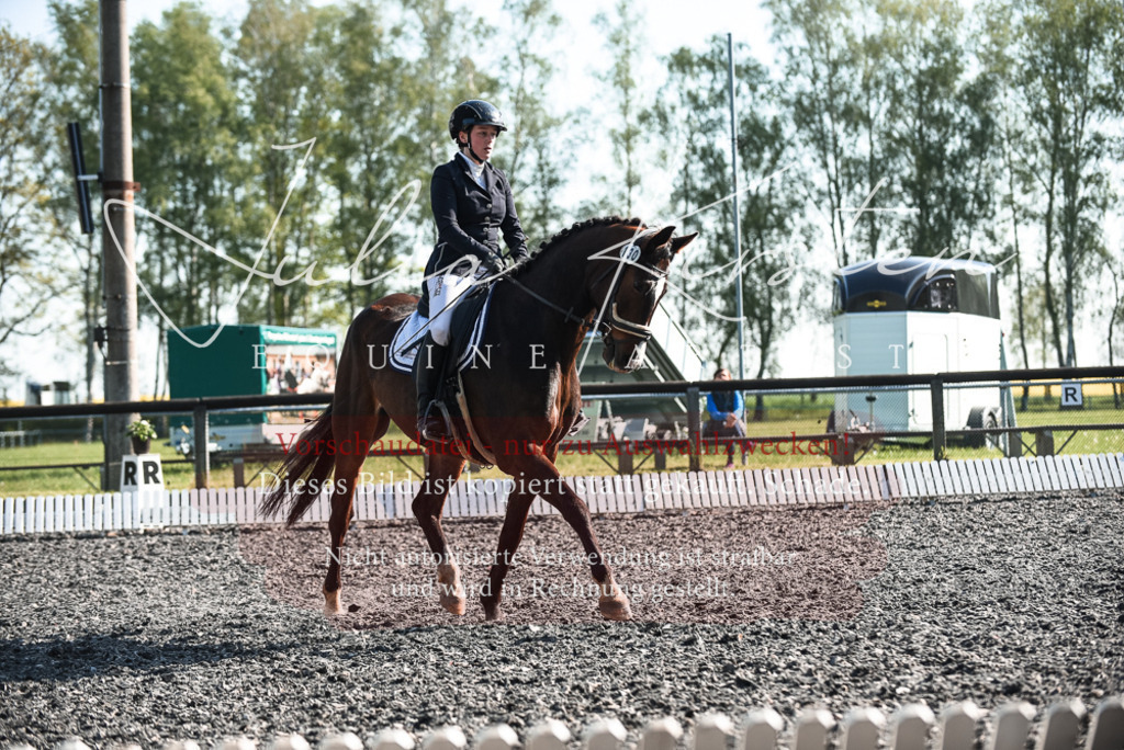 DSC_8290 | Pferde- und Turnierfotografie in Westsachsen. Pferdeportraits, Auftragszeichnungen und intuitive Kunst.