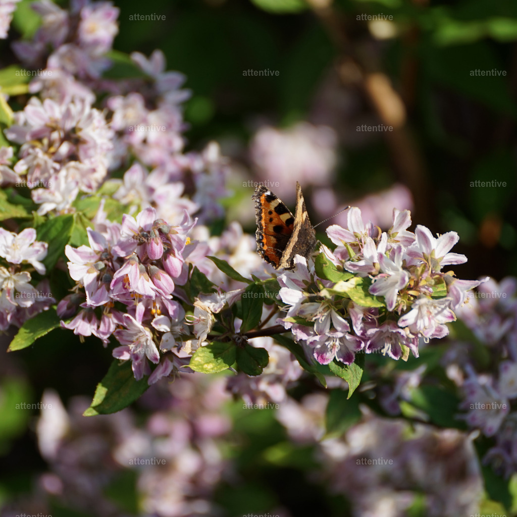 Großer Fuchs | Schlosspark Lütetsburg, Deutschland - Realisiert mit Pictrs.com