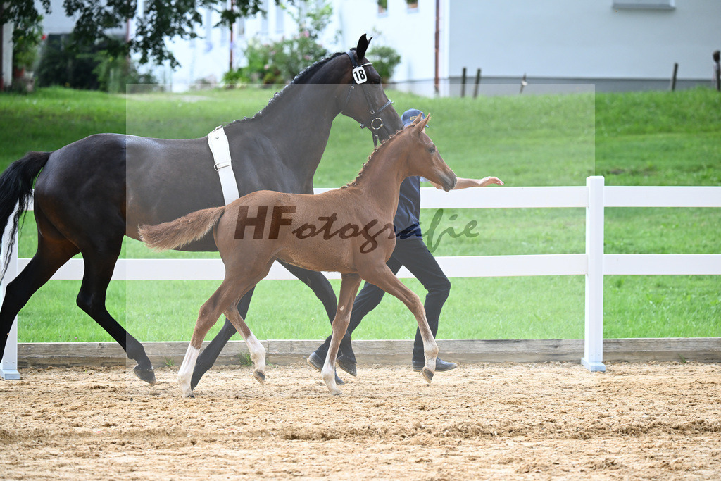 Kat-Nr. 18 Valenziano x Bossanova_HLG Schwaiganger_27140602 | hf-fotografie - Realisiert mit Pictrs.com