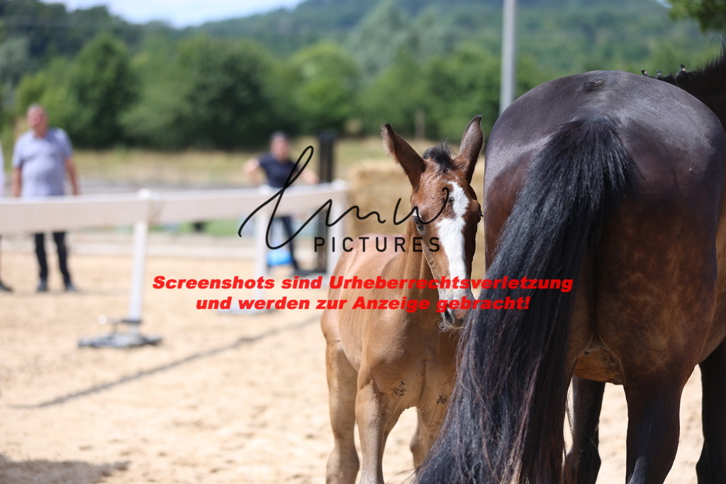 Fohlenschau_Schwäbisch_Hall_springbetonte_Fohlen_KN 20_5 | lmwpictures - Realisiert mit Pictrs.com