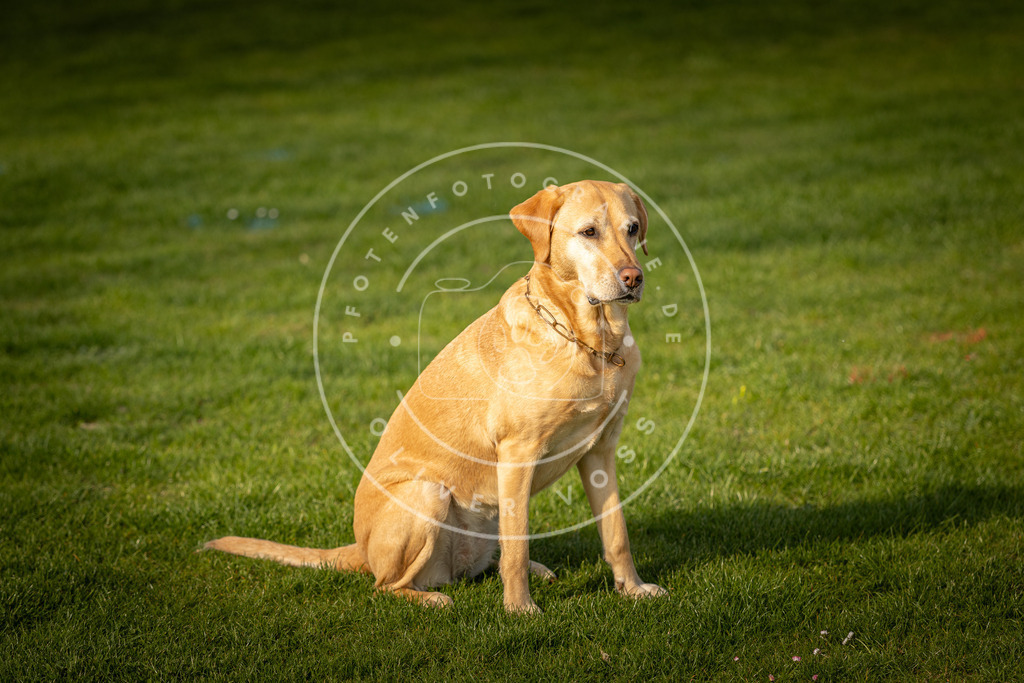 Pfotenfotografie_DV3A4778 | Hundefotografie, Tierfotograf, Pfotenfotografie, Fotoshooting Hund, Hunde Portrait, Hundesport, Hundeportraits, Heideshooting, Hunde, Sportfotograf, Hundefotograf, Turnierhundsport, THS,  - Realisiert mit Pictrs.com