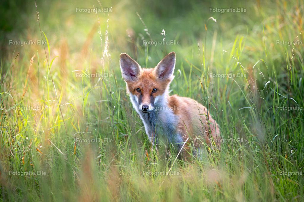 Z62_4271 | Fotografie Elle - Realisiert mit Pictrs.com