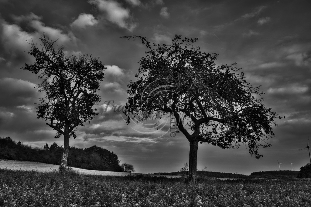 Baum  | Frank Herberich Fotografie, Frank Herberich, Fotografie, Hochzeit, Portrait, St. Peter Ording, Ording, Westerhever, Nordsee, Frank Fotografie, Hardheim,  Odenwald,Walldürn, Band,Eventfotografie - Realisiert mit Pictrs.com