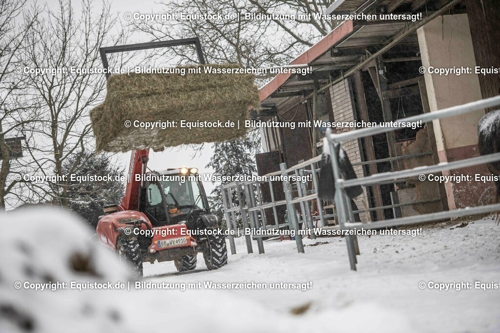 20210210_Hoflader_0004 | equistock