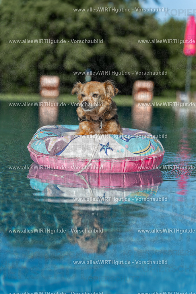 Hundeschwimmen_Volksbad_2026-allesWIRTHgut_Tierfotografie-2609061048-095838-7R509211 | Professionelle Tierfotografie in Mönchengladbach von Daniel Wirth (allesWIRTHgut). Liebevolle & natürliche Bilder von Hunden & Katzen für unvergessliche Erinnerungen.