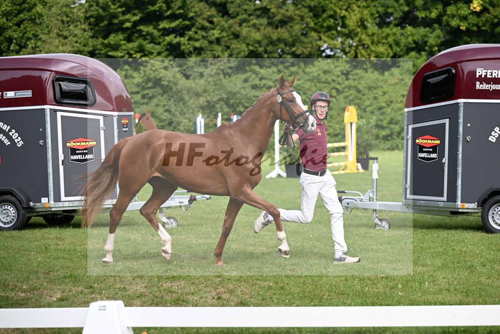 Kat-Nr. 17 Hedda v. Hickstead White_Maier_27150344 | hf-fotografie - Realizzato con Pictrs.com