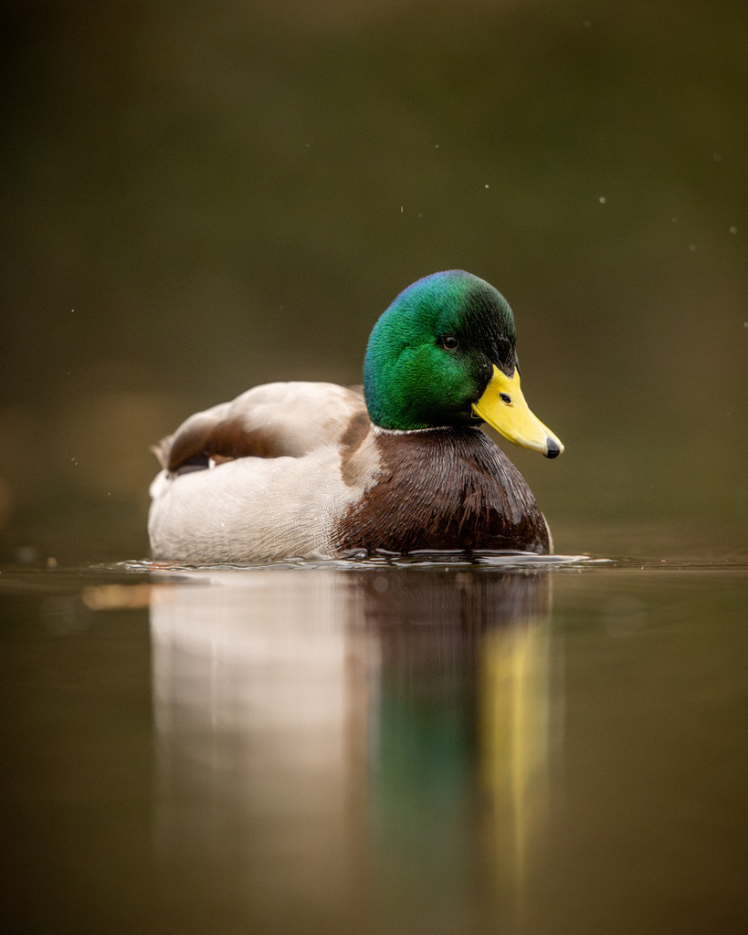 DSC_7182-Verbessert-RR | Ich bin Fotograf aus Neuburg an der Donau und spezialisiere mich auf Wildlife-Fotografie, Landschaftsaufnahmen und Portraits.Ob Hochzeit, Familienbilder oder Naturaufnahmen – ich fange echte Momente ein, die bleiben. 
