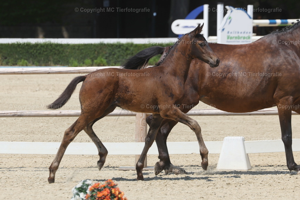 FohlenFotot.Warendorf20.06.26MCTierf.9C8A9133B | Pferdefotos online bestellen - Realisiert mit Pictrs.com