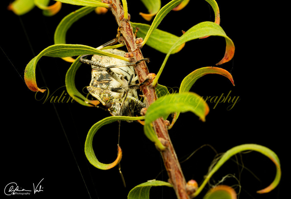 MN 17 | Christian Vulin  - Realisiert mit Pictrs.com