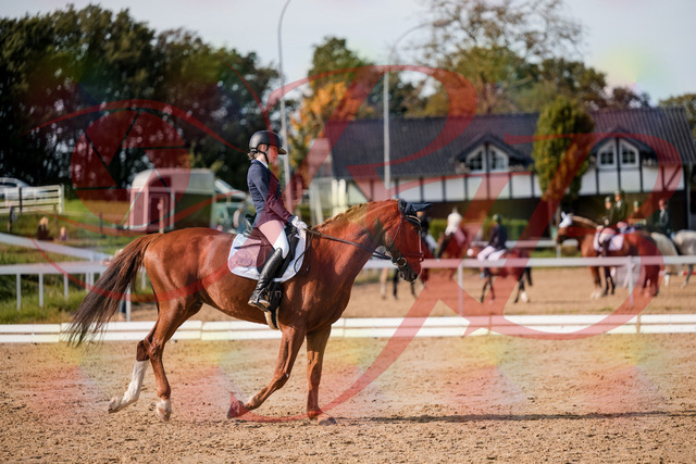 2026_10_03_Siefer-Hof_123530_Z63_53657565 | Professionelle Reitsport-, Turnier- und Eventfotografie von Robert Broda. Galerien mit ausgewählten und bearbeiteten Bildern direkt online ansehen und bestellen.