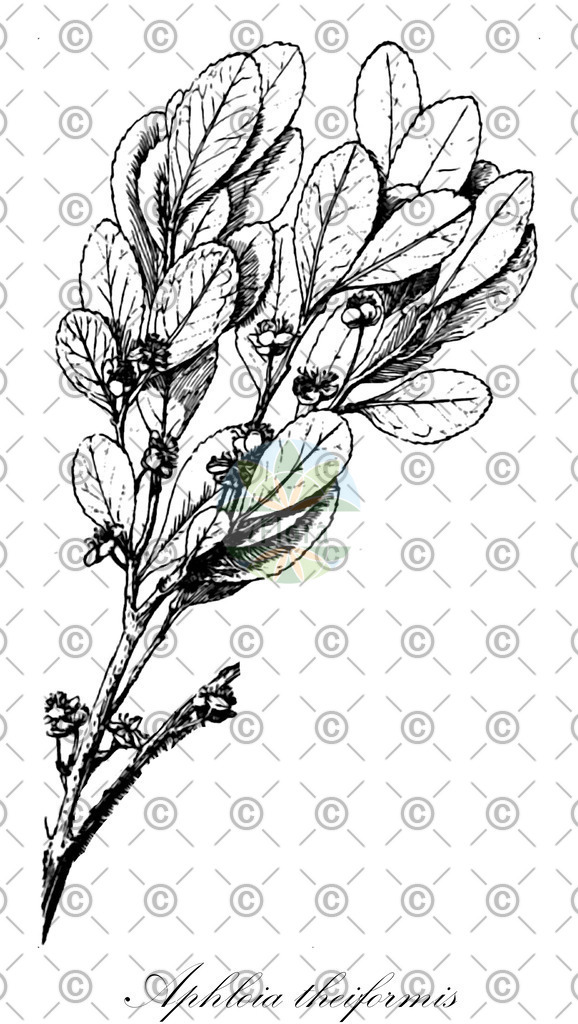 HistAbb_wfo-0000506379_1_ENZY_Simple | Historische Abbildung von Aphloia theiformis - Aphloiaceae | Historical Illustration of Aphloia theiformis - Aphloiaceae
