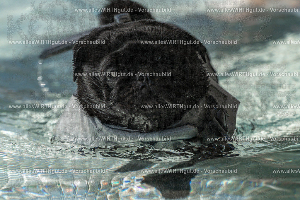 Hundeschwimmen_Volksbad_2026-allesWIRTHgut_Tierfotografie-2609061439-FAY06979 | Professionelle Tierfotografie in Mönchengladbach von Daniel Wirth (allesWIRTHgut). Liebevolle & natürliche Bilder von Hunden & Katzen für unvergessliche Erinnerungen.