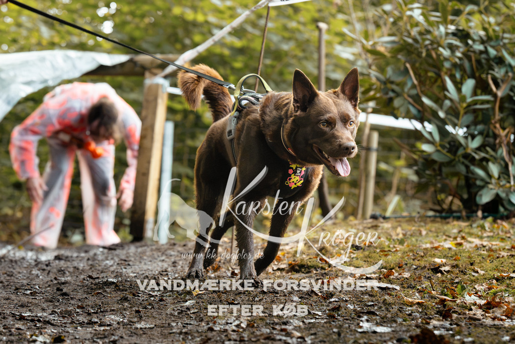 1437DZ6_3251Z6 | kk-dogfotos