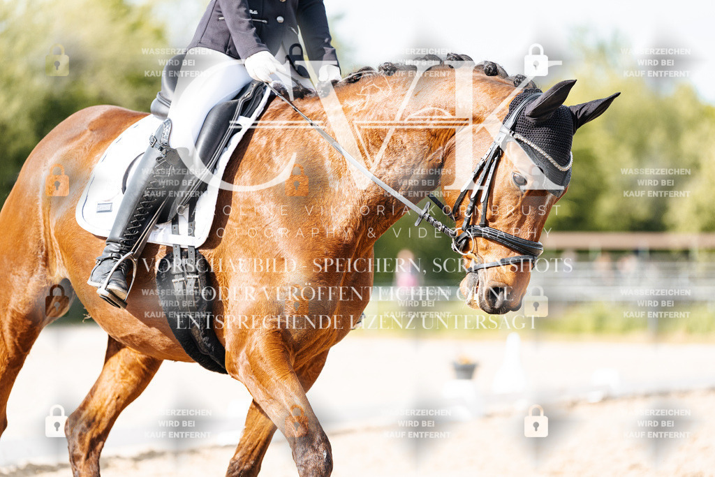 CK900468 | Turnierfotografie Pferdefotografie Trier Rheinland-Pfalz Pferdesport Reitsport Tierfotografie Sportfotografie Pferdevideo Pferdevideografie Equestrianvideography equestrianphotography  - Realisiert mit Pictrs.com