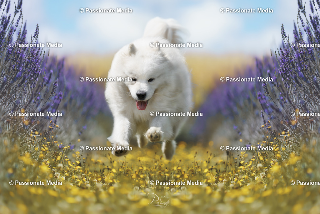 _DSC1196-1 | Passionate Media, dein Fotograf aus Brandenburg, Märkisch Oderland, im Bereich Motorsport, Autos und Motorräder sowie Events und auch Hunde. Shootings oder auch Eventbegleitungen können bei mir gebucht we