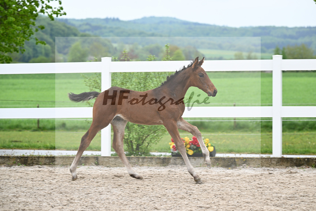 Kat-Nr. 43 HF Chacco Blue x Quo Vadios I_Schoenherr_23261544 | hf-fotografie - Realisiert mit Pictrs.com