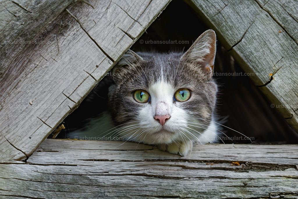 Grey and white cat peeking out | A curious grey and white cat peeking through a rustic wooden opening adds a touch of charm and mystery. Ideal for pet lovers, this piece brings a sense of curiosity and playfulness to any room. - Realisiert mit Pictrs.com