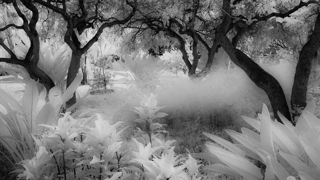 portugal-2016-079 | In einem botanischen Garten in Funchal auf der Insel Madeira - Realisiert mit Pictrs.com