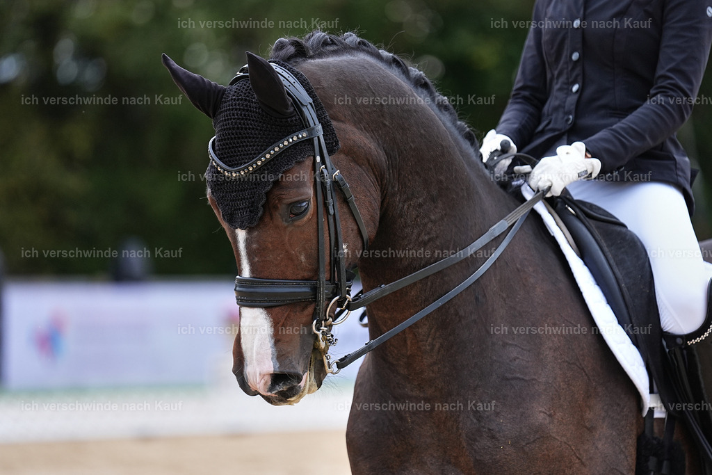 3-224-Dressur M_-Marixx-2013 | working equitationturnier fotograf videograf stoibphotography marixx film working equitation deutschland reitsport turnierfotografie eventfotografie equestrian events