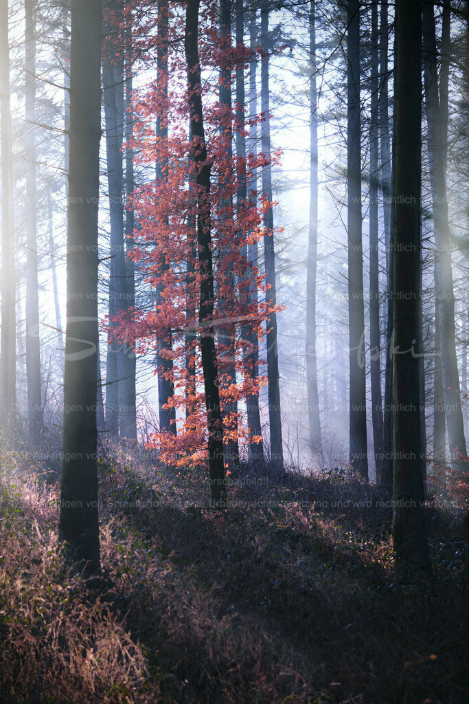 Wald-Nebel_23-02-212023_02_21_DSCF9345 | People- und Tierfotografie, Imageaufnahmen, Veranstaltungsfotografie und Wandbilder aus der Natur ★ Made in Germany ✔️ Druck + Downloads ✔️ Naturfotografie in Top Qualität ★ schneller Versand, weltweite Lieferung! - Realisiert mit Pictrs.com